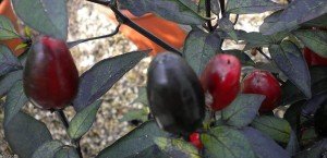 Hot Pepper (Cuban)