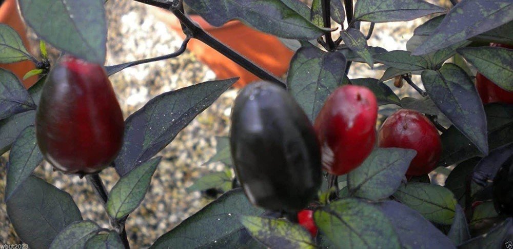 Hot Pepper (Cuban)